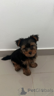 Foto №2 zu Ankündigung № 137575 zu verkaufen pudel (royal), pudel (toy) - einkaufen USA züchter