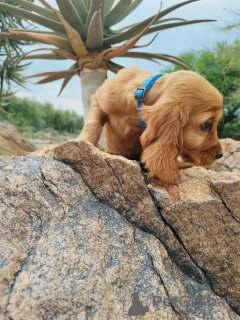 Foto №1. english cocker spaniel - zum Verkauf in der Stadt Augustusburg | verhandelt | Ankündigung № 169500