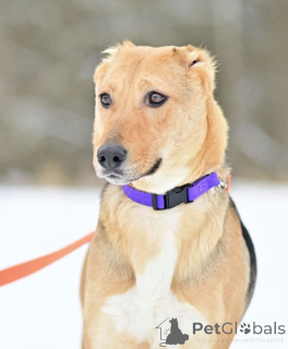 Foto №4. Ich werde verkaufen mischlingshund in der Stadt Moskwa. quotient 	ankündigung - preis - Frei