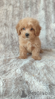 Foto №4. Ich werde verkaufen maltipu in der Stadt Helsinki. quotient 	ankündigung - preis - Frei