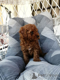 Foto №3. Red miniature poodle puppies. Serbien