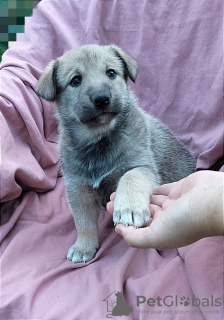 Zusätzliche Fotos: Laika Mestizen - Welpen als Geschenk.