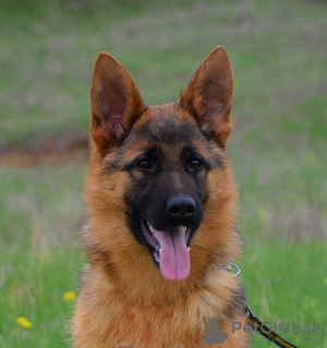 Foto №4. Ich werde verkaufen deutscher schäferhund in der Stadt Berlin. quotient 	ankündigung, vom kindergarten, züchter - preis - 600€