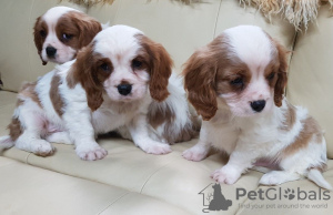 Foto №2 zu Ankündigung № 43183 zu verkaufen cavalier king charles spaniel - einkaufen Deutschland quotient 	ankündigung