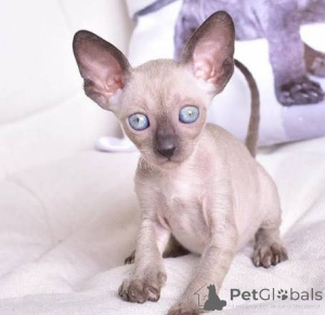 Foto №1. cornish rex - zum Verkauf in der Stadt Borgholm | verhandelt | Ankündigung № 173146