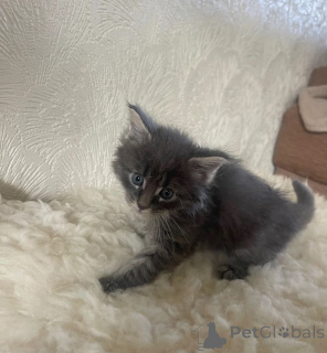 Foto №1. maine-coon-katze - zum Verkauf in der Stadt Germersheim | 350€ | Ankündigung № 169818