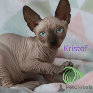 Foto №1. sphynx-katze - zum Verkauf in der Stadt Riga | 550€ | Ankündigung № 150570
