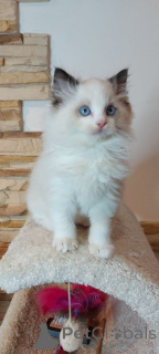 Foto №1. ragdoll-katze - zum Verkauf in der Stadt Balta | 291€ | Ankündigung № 164737
