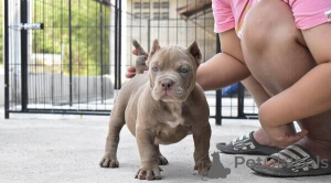 Foto №1. american pit bull terrier - zum Verkauf in der Stadt Hamad Town | verhandelt | Ankündigung № 169886