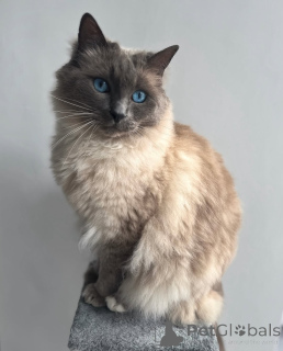 Foto №2 zu Ankündigung № 155556 zu verkaufen ragdoll-katze - einkaufen Luxemburg quotient 	ankündigung