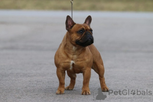 Foto №1. französische bulldogge - zum Verkauf in der Stadt Subotica | verhandelt | Ankündigung № 84429