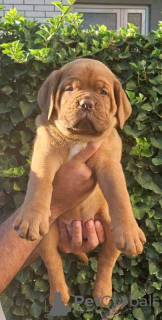 Foto №1. dogue de bordeaux - zum Verkauf in der Stadt Leskovac | verhandelt | Ankündigung № 114683