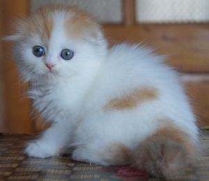 Foto №4. Ich werde verkaufen  in der Stadt Dnipro. quotient 	ankündigung - preis - 402€