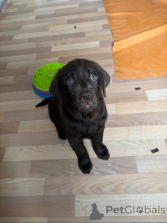 Foto №4. Ich werde verkaufen labrador retriever in der Stadt Москва. quotient 	ankündigung - preis - 1078€