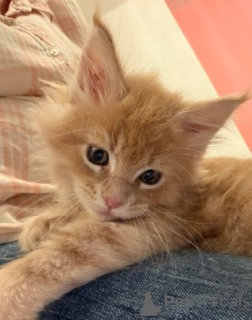 Foto №1. maine-coon-katze - zum Verkauf in der Stadt München | 872€ | Ankündigung № 160415