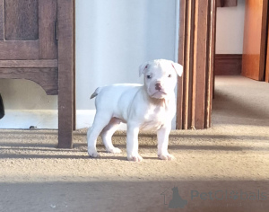 Foto №2 zu Ankündigung № 144478 zu verkaufen american bulldog - einkaufen Österreich züchter
