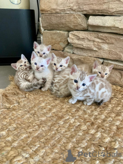 Foto №1. bengal katzenrasse - zum Verkauf in der Stadt Big Bend | verhandelt | Ankündigung № 161185