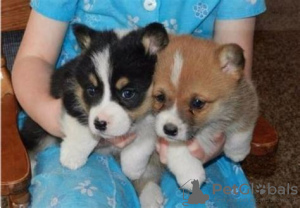 Foto №2 zu Ankündigung № 105686 zu verkaufen welsh corgi - einkaufen Griechenland quotient 	ankündigung