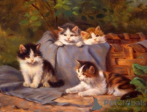 Foto №1. britisch kurzhaar - zum Verkauf in der Stadt Illinois City | 372€ | Ankündigung № 135500