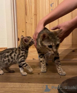 Foto №1. bengal katzenrasse - zum Verkauf in der Stadt Almer | 540€ | Ankündigung № 176771