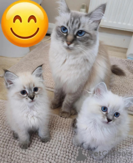 Foto №1. sibirische katze - zum Verkauf in der Stadt Affalterbach | 350€ | Ankündigung № 177576