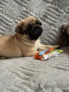 Foto №1. mops - zum Verkauf in der Stadt Krasnodar | 485€ | Ankündigung № 155110