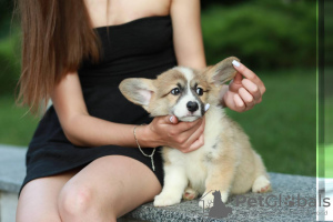 Zusätzliche Fotos: Ich biete super wunderschöne walisische Corgi-Babys zum Verkauf an) es sind 2