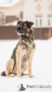 Foto №2 zu Ankündigung № 138977 zu verkaufen mischlingshund - einkaufen Russische Föderation quotient 	ankündigung