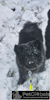 Foto №2 zu Ankündigung № 134562 zu verkaufen  - einkaufen Polen züchter