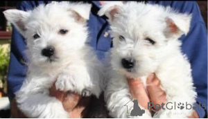 Foto №1. west highland white terrier - zum Verkauf in der Stadt Düsseldorf | 750€ | Ankündigung № 160461