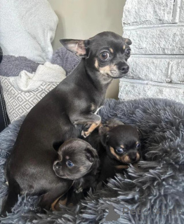 Foto №2 zu Ankündigung № 167681 zu verkaufen  - einkaufen Deutschland 