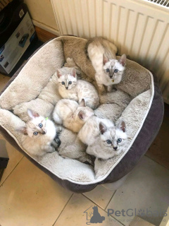 Foto №4. Ich werde verkaufen bengal katzenrasse in der Stadt Doha. züchter - preis - 200€