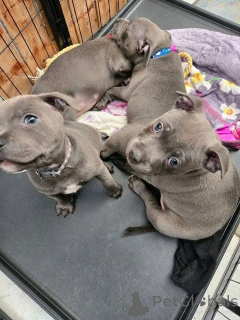 Foto №1. staffordshire bull terrier - zum Verkauf in der Stadt Paris | 1000€ | Ankündigung № 163161