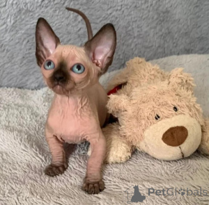 Foto №1. sphynx-katze - zum Verkauf in der Stadt Hattingen | 350€ | Ankündigung № 176692