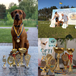 Foto №2 zu Ankündigung № 13228 zu verkaufen rhodesian ridgeback - einkaufen Polen quotient 	ankündigung
