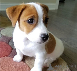 Foto №1. jack russell terrier - zum Verkauf in der Stadt München | verhandelt | Ankündigung № 170019