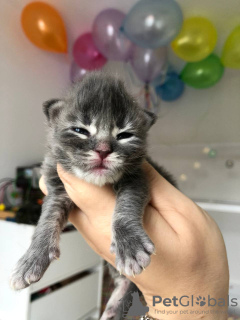 Foto №2 zu Ankündigung № 121888 zu verkaufen maine-coon-katze - einkaufen Deutschland quotient 	ankündigung