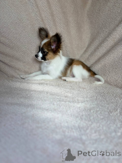 Foto №3. Papillon-Welpen (Papillon). Weißrussland
