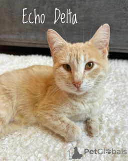 Foto №1. hauskatze - zum Verkauf in der Stadt München | 400€ | Ankündigung № 150628