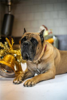 Foto №2 zu Ankündigung № 1001 zu verkaufen cane corso italiano - einkaufen Russische Föderation 