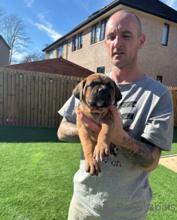 Foto №1. cane corso italiano - zum Verkauf in der Stadt Wiener Neustadt | 299€ | Ankündigung № 139600