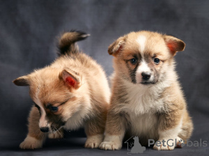 Foto №2 zu Ankündigung № 29712 zu verkaufen welsh corgi - einkaufen Estland quotient 	ankündigung