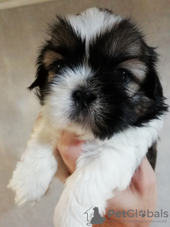 Foto №2 zu Ankündigung № 113608 zu verkaufen lhasa apso, shih tzu - einkaufen Litauen quotient 	ankündigung, vom kindergarten, züchter