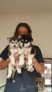 Foto №1. alaskan malamute - zum Verkauf in der Stadt Brügge | 500€ | Ankündigung № 159413