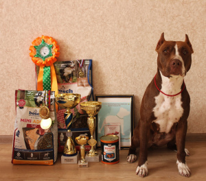 Foto №3. Pitbullterriermädchen verkaufen. Russische Föderation