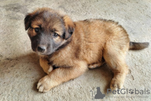 Foto №1. leonberger - zum Verkauf in der Stadt Berlin | Frei | Ankündigung № 125269