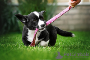 Zusätzliche Fotos: Welsh Corgi Cardigan Welpen