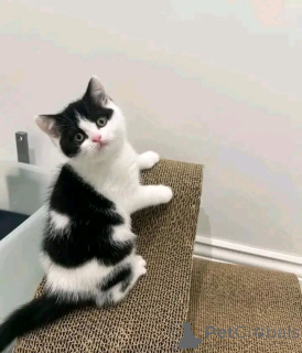 Foto №2 zu Ankündigung № 138849 zu verkaufen munchkin - einkaufen Deutschland quotient 	ankündigung, züchter