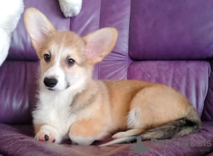 Zusätzliche Fotos: Welsh Corgi Pembroke. Interessante Welpen mit UKU Papieren