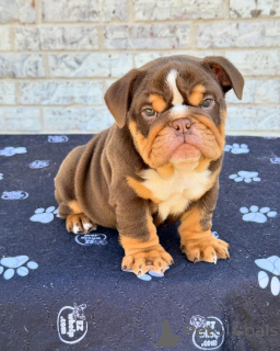Foto №1. englische bulldogge - zum Verkauf in der Stadt Hamburg | verhandelt | Ankündigung № 176954
